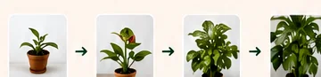 Quatro fotos da mesma planta ao longo do tempo, do broto à planta adulta