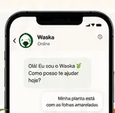 Conversa com a Waska, assistente do app Kaktu, respondendo sobre folhas amareladas