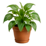 img-planta