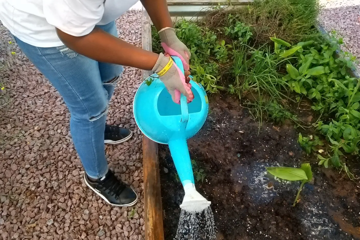 Pessoa regando com um regador azul um canteiro de temperos ao ar livre